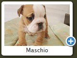 Maschio