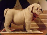 Bulldog della Scala Cuccioli (100)