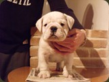 Bulldog della Scala Cuccioli (101)