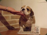 Bulldog della Scala Cuccioli (105)