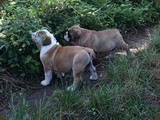 Bulldog della Scala Cuccioli (11)