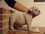 Bulldog della Scala Cuccioli (110)