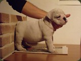 Bulldog della Scala Cuccioli (112)