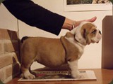 Bulldog della Scala Cuccioli (113)