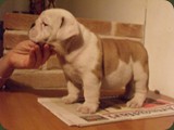 Bulldog della Scala Cuccioli (114)