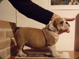 Bulldog della Scala Cuccioli (116)