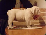 Bulldog della Scala Cuccioli (117)