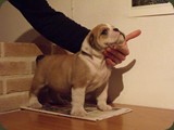 Bulldog della Scala Cuccioli (118)