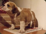 Bulldog della Scala Cuccioli (120)