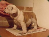 Bulldog della Scala Cuccioli (121)