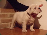 Bulldog della Scala Cuccioli (123)