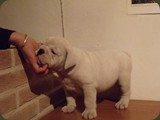 Bulldog della Scala Cuccioli (124)