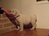 Bulldog della Scala Cuccioli (126)