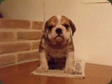 Bulldog della Scala Cuccioli (127)