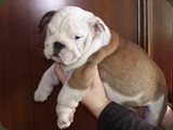 Bulldog della Scala Cuccioli (128)