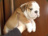 Bulldog della Scala Cuccioli (132)