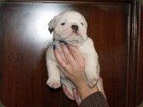 Bulldog della Scala Cuccioli (134)