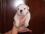 Bulldog della Scala Cuccioli (143)