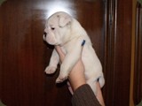 Bulldog della Scala Cuccioli (146)