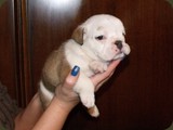 Bulldog della Scala Cuccioli (148)