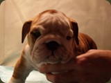 Bulldog della Scala Cuccioli (15)