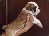 Bulldog della Scala Cuccioli (150)