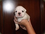 Bulldog della Scala Cuccioli (154)