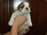 Bulldog della Scala Cuccioli (155)