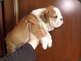 Bulldog della Scala Cuccioli (157)