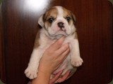 Bulldog della Scala Cuccioli (161)