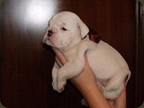 Bulldog della Scala Cuccioli (162)