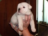 Bulldog della Scala Cuccioli (163)