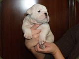 Bulldog della Scala Cuccioli (167)