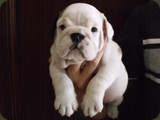 Bulldog della Scala Cuccioli (168)