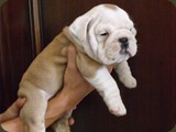 Bulldog della Scala Cuccioli (183)