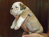 Bulldog della Scala Cuccioli (197)