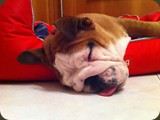 Bulldog della Scala Cuccioli (203)