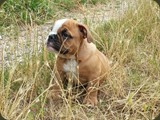 Bulldog della Scala Cuccioli (21)