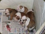 Bulldog della Scala Cuccioli (26)