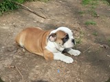 Bulldog della Scala Cuccioli (28)