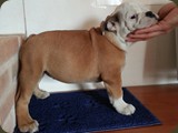 Bulldog della Scala Cuccioli (32)