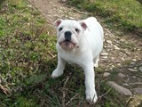 Bulldog della Scala Cuccioli (34)