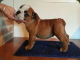 Bulldog della Scala Cuccioli (35)