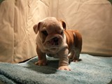 Bulldog della Scala Cuccioli (4)