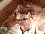 Bulldog della Scala Cuccioli (40)