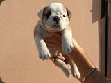 Bulldog della Scala Cuccioli (41)