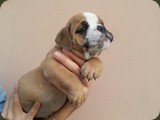 Bulldog della Scala Cuccioli (43)