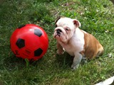 Bulldog della Scala Cuccioli (44)