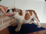 Bulldog della Scala Cuccioli (45)