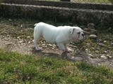 Bulldog della Scala Cuccioli (47)